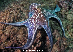 OCTOPUS @ THE NATURAL BEACH AGUADILLA PR by Carlos Pérez 